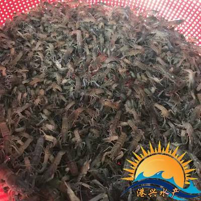 高密度澳洲龍蝦苗與冷水魚類綜合養(yǎng)殖技術(shù)及土塘批發(fā)指南