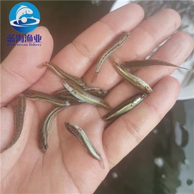 魚類養(yǎng)殖技術(shù) 科學(xué)管理與可持續(xù)發(fā)展