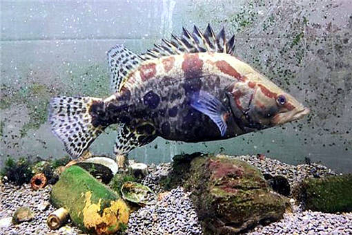 鱖魚養殖 2020年市場價格、養殖前景、技術革新與水質管理