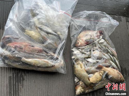 浙江杭州西湖首次系統(tǒng)摸底魚(yú)類(lèi)多樣性，初步發(fā)現(xiàn)10余個(gè)品種，生態(tài)養(yǎng)護(hù)與養(yǎng)殖技術(shù)協(xié)同發(fā)展引關(guān)注