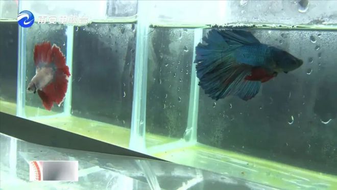 90后小伙的“斗魚”夢 從南安到全國，以科技“游”出泰國斗魚養(yǎng)殖新天地